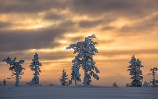 Картинка Лапландия, деревья, пейзаж