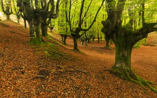 Картинка Otzarreta, пейзаж, Spain, природа, лес, деревья