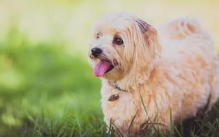 Картинка собака, милый, глядит в сторону, язык, трава