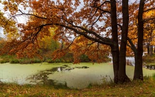 Картинка осень, озеро, пейзаж, природа, тина, дубы, деревья