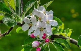 Картинка Apple tree, цветение, флора, ветка, весна, цветы