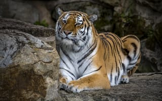 Картинка Амурский тигр, хищник, животное