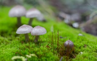 Обои природа, микромир, крупный план, грибы, макро, мох