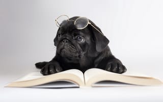 Картинка щенок, милый, очки, чтение