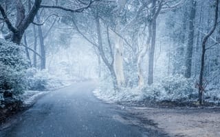 Картинка лес, дорога, туман, снег, деревья, иней, пейзаж