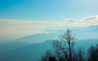 Картинка деревья, ветви, горы