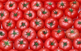 Обои томаты, красные, помидоры