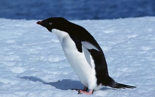 Картинка пингвин, клюв, плавники