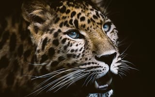 Обои голубые глаза, глаза, хищник, большая кошка, морда, леопард
