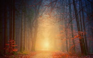 Картинка рассвет, лес, осенние листья, дорога, осень, туман, природа, пейзаж