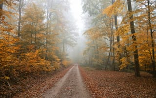 Картинка осенние краски, утро, туман, лес, осень, дорога, пейзаж