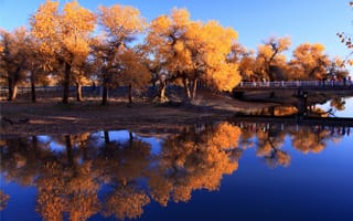 Картинка осень, природа, деревья, отражение