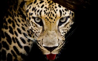 Картинка Leopard portrait, семейства кошачьих, леопард, животное, хищник