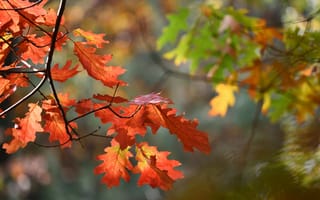 Картинка осенние листья, макро, природа, осень, дуб, ветви, дерево
