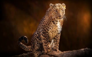 Картинка леопард, хищник, поза, большая кошка, взгляд