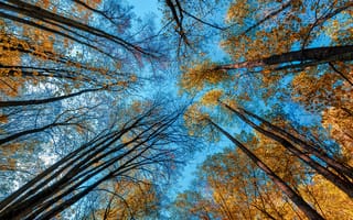 Картинка кроны, деревья, осень, вершина, природа, небо, осенние краски