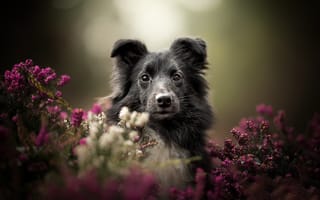 Картинка Собака в зарослях вереска