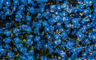 Картинка синие цветы, лепестки, цветение, цветы, ботанический сад