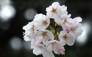Картинка sakura, Cherry Blossoms, цветение, ветка, флора, весна, цветы