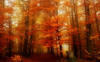Картинка осень, деревья, лес