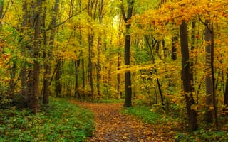 Картинка лесная дорога, осенние листья, лес, осень, colors of autumn, пейзаж, природа, деревья, панорама