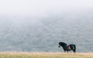 Картинка лошадь, туман, конь, одинокий, поле