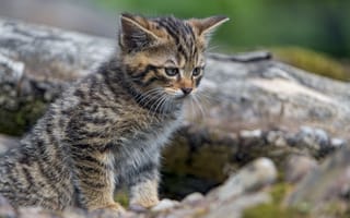 Картинка котенок, кошка, Wildcat kitten, малыш, животное