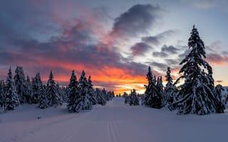 Картинка закат, дорога, пейзаж, деревья, зима