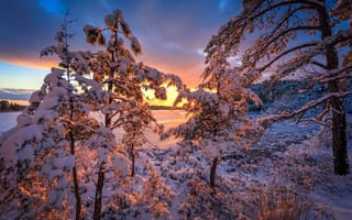 Картинка пейзаж, национальный заповедник дикой природы, озеро, зима, деревья, new Jersey Pinelands, закат