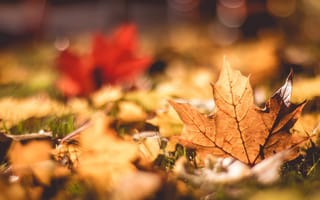 Картинка падение, размытый, листья, макро, осень