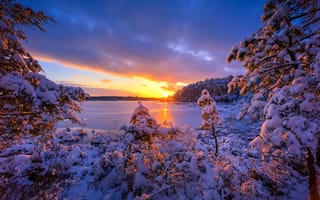 Картинка озера, пейзаж, национальный заповедник дикой природы, деревья, new Jersey Pinelands, закат, зима