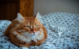 Картинка кошка, отворачивающаяся, лежащая, пушистая
