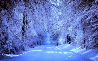 Обои зима, лес, дорога, пейзаж, деревья