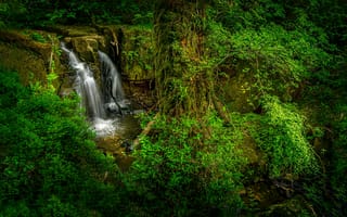 Картинка водопад, деревья, лес, природа, джунгли, пейзаж, скалы