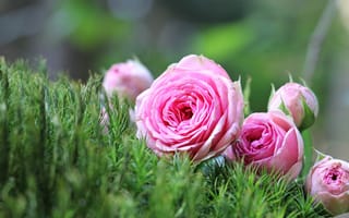 Картинка розовые розы, нечеткость, бутоны, почки, трава
