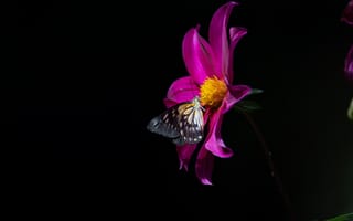 Картинка бабочка, черный, макро, цветок, насекомые