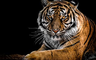 Картинка тигр, хищник, морда, большая кошка, чёрный, взгляд