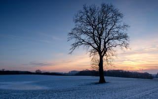 Картинка пейзаж, закат, Шлезвиг-Гольштейн, одинокое дерево, зима, Северная Германия, поле