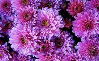 Картинка Dahlias, цветочный, георгины, флора, букет, цветы