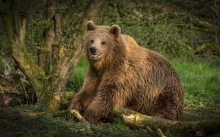 Картинка хищник, Brown bear, взгляд