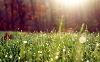 Картинка трава, капли воды, макро, размытый, растения, солнечный свет