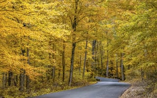 Картинка осень, лес, пейзаж, дорога, природа, деревья, осенние краски