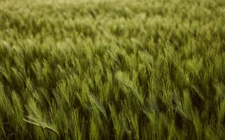 Картинка зеленые растения, пшеница, размытый, поле