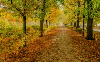 Картинка осень, осенние листья, краски осени, пейзаж, дорога, парк, деревья