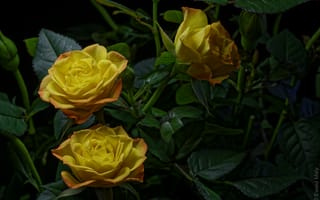 Картинка розы, цветы, жёлтые, кусты, флора, роза