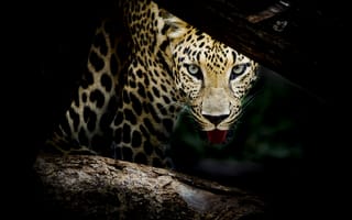 Обои Leopard portrait, леопард, хищник