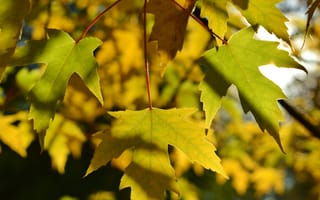 Обои осень, дерево, листья, природа, клён