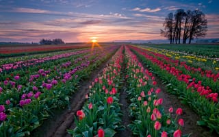 Картинка поле, тюльпаны, грядки