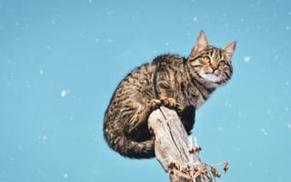 Картинка милый кот, когти, залез, снег, уличный кот, дерево