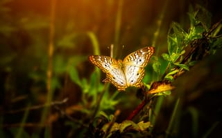 Картинка бабочка, крылья, веточка, размытость, лист, солнечные лучи